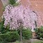 Image result for Dwarf Weeping Cherry Tree