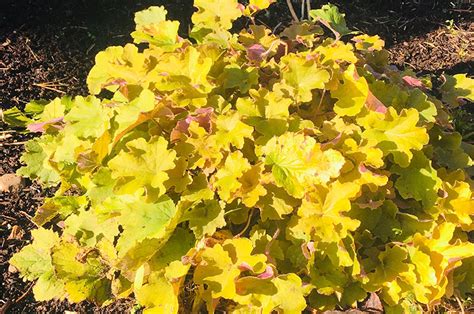 The Vineyard Gazette - Martha's Vineyard News | Weather Prep