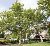 Image result for London Plane Tree vs Sycamore