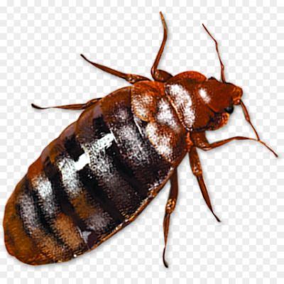 Bed Bug Transparent PNG FB70RBI3 - Pngsource