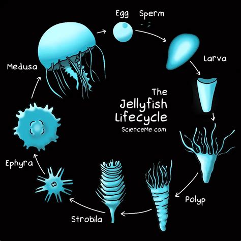 Jellyfish Life Cycle Labeled