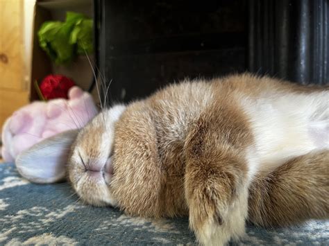 My bunny got spayed 10 weeks ago. Is she just not gonna grow the rest ...