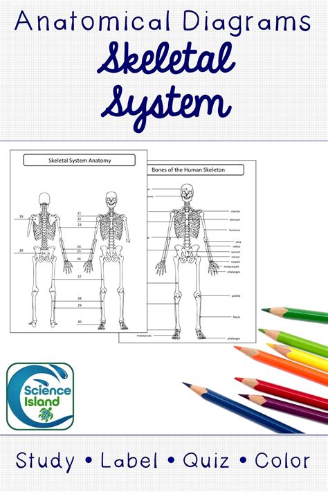 Skeletal System Diagrams and Quizzes - Anatomy Coloring & Labeling ...