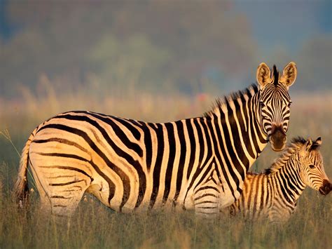 Bing Zebra Wallpaper 的图像结果