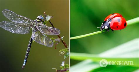 Extinction Of Insects