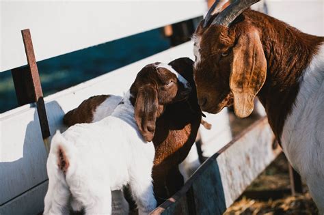 Gestation Calculator | American Boer Goat Association | United States