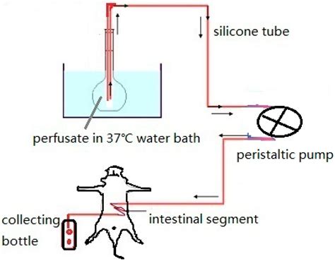 Developments in Methods for Measuring the Intestinal Absorption of ...
