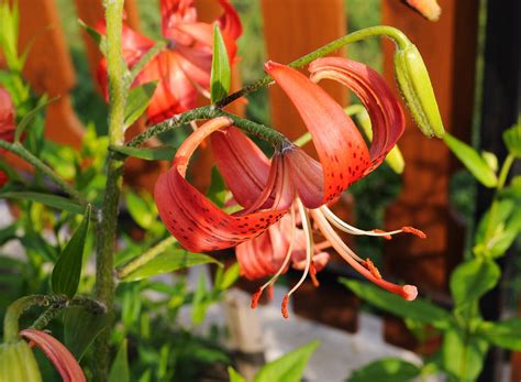 How to Grow: Tiger Lilies | Gardening with Charlie
