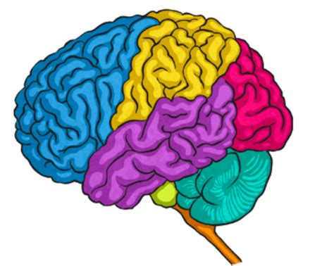 What is the Brain? For Kids | Information and Resources