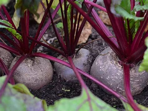 6 Super Simple Tips To Grow Beets Indoors