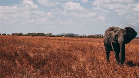 Wallpaper elephant, walk, proboscis, grass hd, picture, image