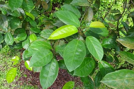 Golden Tampoi Fruit Plant (Baccaurea bracteate) – veliyathgardens