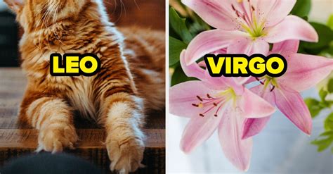 What's My Zodiac Sign?