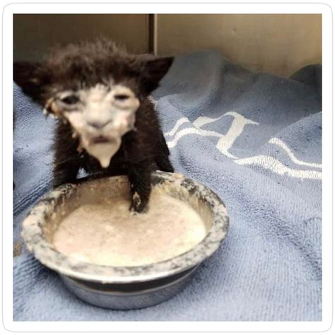 Yogurt Cat Sticker in 2025 | Cat memes, Funny cats, Funny animals