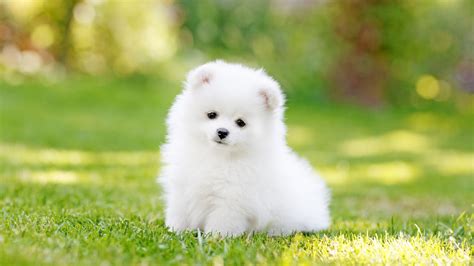 Pomeranian Dog Wallpapers - Top Free Pomeranian Dog Backgrounds ...
