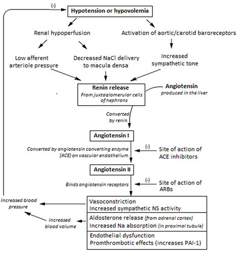 Primary & secondary hyperaldosteronism causes, symptoms, diagnosis & treatment