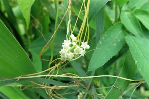 Baca If You Are a Dodder Flower Bahasa Indonesia Raw MTL- MTLNovel.com