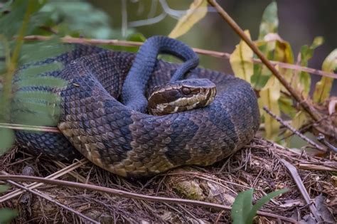 Cottonmouth Snakes in Virginia - Virginia Snake Removal
