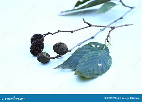 Japanese Green Alder (Alnus Sieboldiana) Nuts. Betulaceae Deciduous Tree Endemic To Japan Stock ...