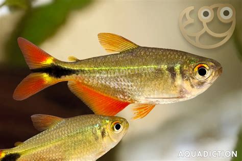 Buenos Aires Tetra - Hyphessobrycon anisitsi Fish Profile & Care Guide