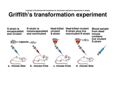 DNA Modell 的图像结果