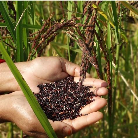 Manipuri Chak Hao Black Rice Manufacturer, Exporter from Phulbani