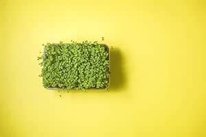 Urban Smart Farms Microgreens Grow Kit: Reusable Grow Tray | Easy to ...