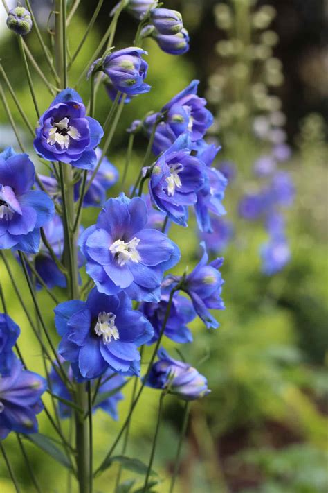Blue Delphinium Flowers