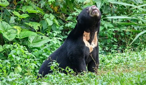 Sun bear facts, distribution & population | BioDB