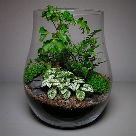 Sip and Plant: Terrarium Time! | House of Plants