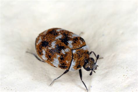 What is a Carpet Beetle and How Did It Get There? | Insight Pest Solutions