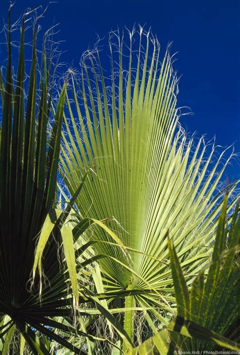 Washingtonia filifera – Summer-Dry | Celebrate Plants in Summer-Dry Gardens