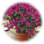 Flower bloom by month and season - Nursery Today