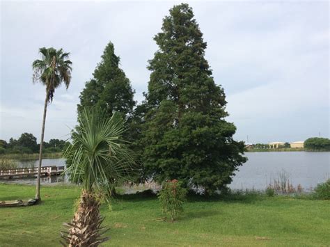Map Of Lake Alfred Florida