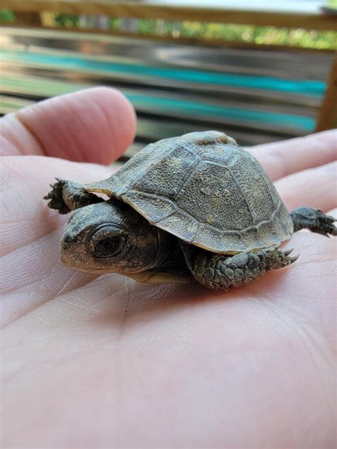 Image result for Turtle Shell Backpack for Custom Use