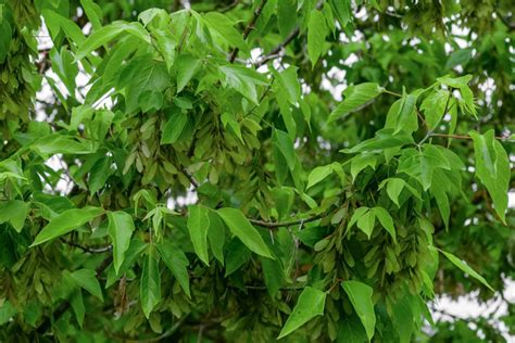 Image result for What Is Box Elder Tree