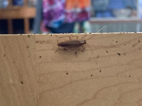 Image result for Bug Kitchen