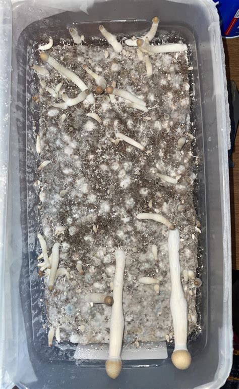 Pins keep aborting what from?? : r/shroomers