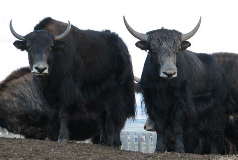 Résultat d’images pour yak cow cross