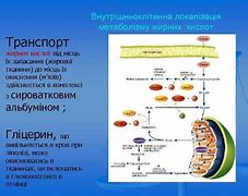 Зображення за запитом Біосинтез вуглеводів і ліпідів