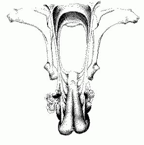 Image result for Reproduction Examination