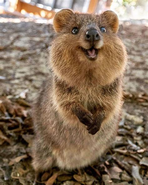 Quokka: The Happiest Marsupial in Australia