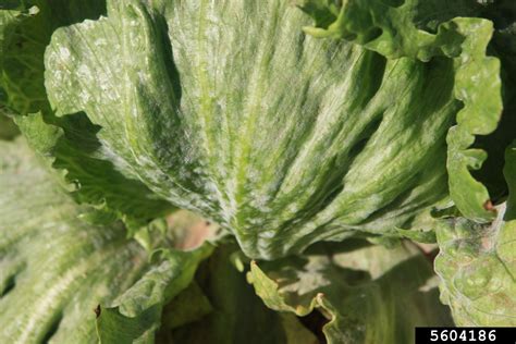 Powdery Mildew In Spanish at Edward Acosta blog