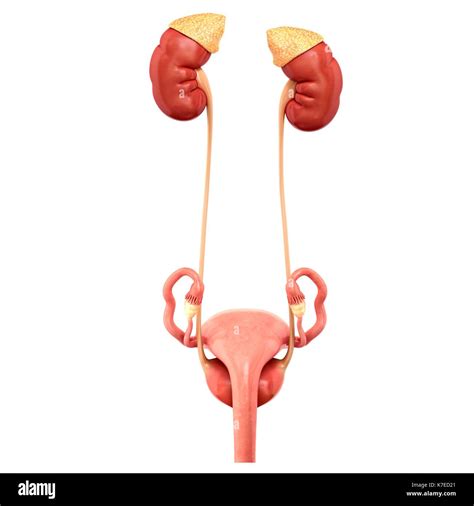 Bladder kidney ureter female hi-res stock photography and images - Alamy