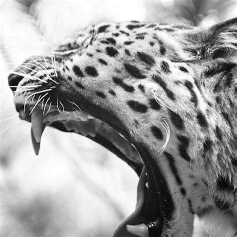 Cheetah Yawn | Animals, Animals beautiful, Wild cats