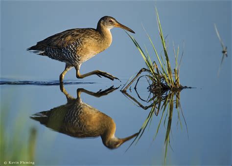 Clapper Rail | Kevin Fleming Photography