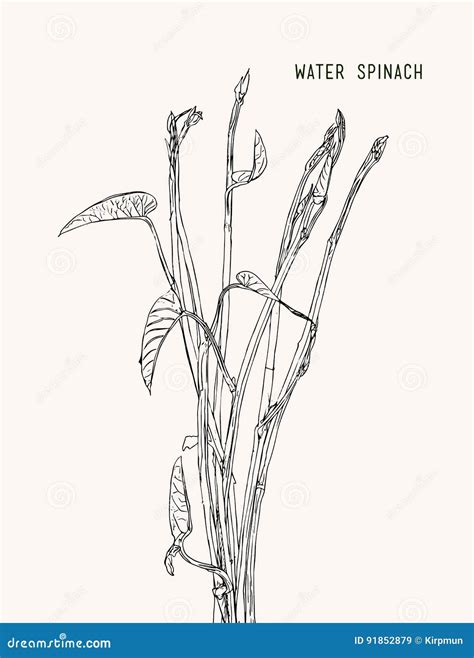 Water Spinach Drawing Easy at Jordan Old blog
