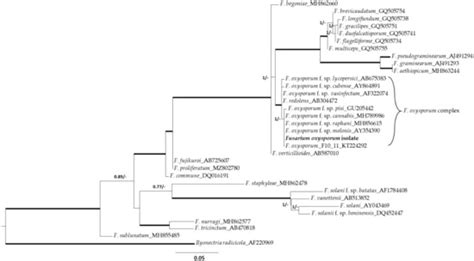 Plants | Special Issue : Plant Mycology and Virology
