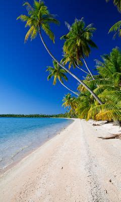 Download wallpaper 240x400 beach, palm trees, ocean, coast, tropics ...