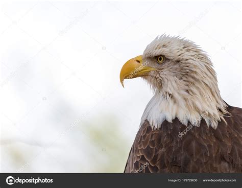 Head Beautiful American Bald Eagle Natural Habitat — Stock Photo ...